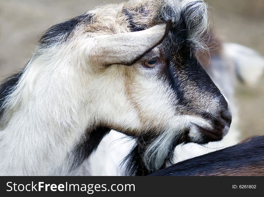 Goat portrait with blurred background