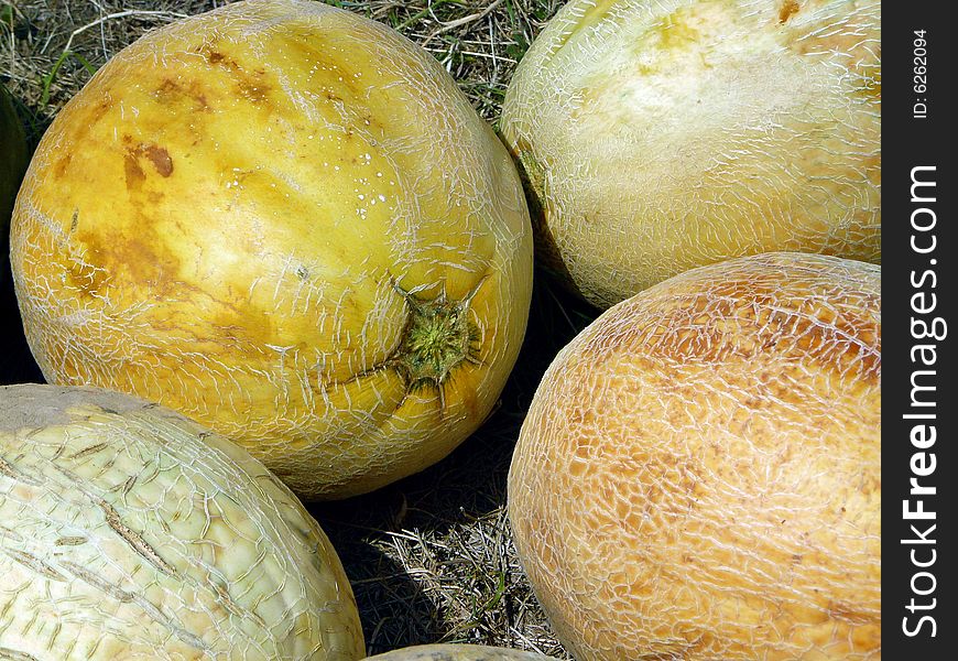Cantaloupe on display at a farmer's market. Cantaloupe on display at a farmer's market