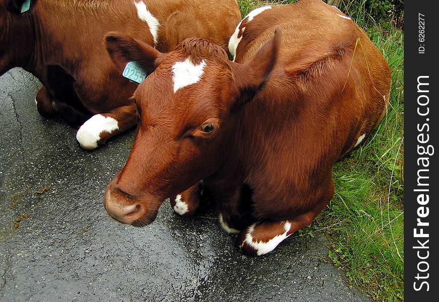 A nice cow in the farm. A nice cow in the farm