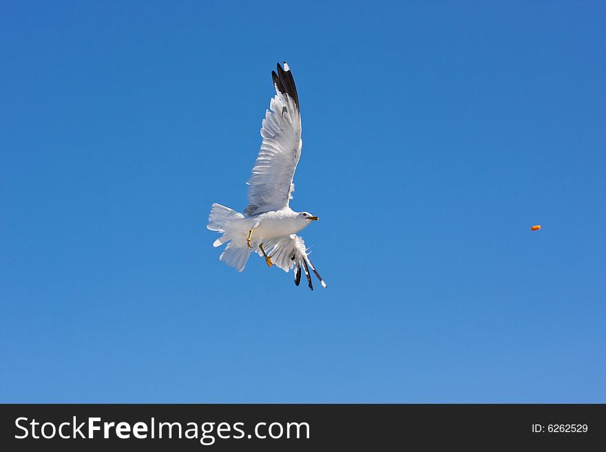 Seagull flying in the sky. Seagull flying in the sky