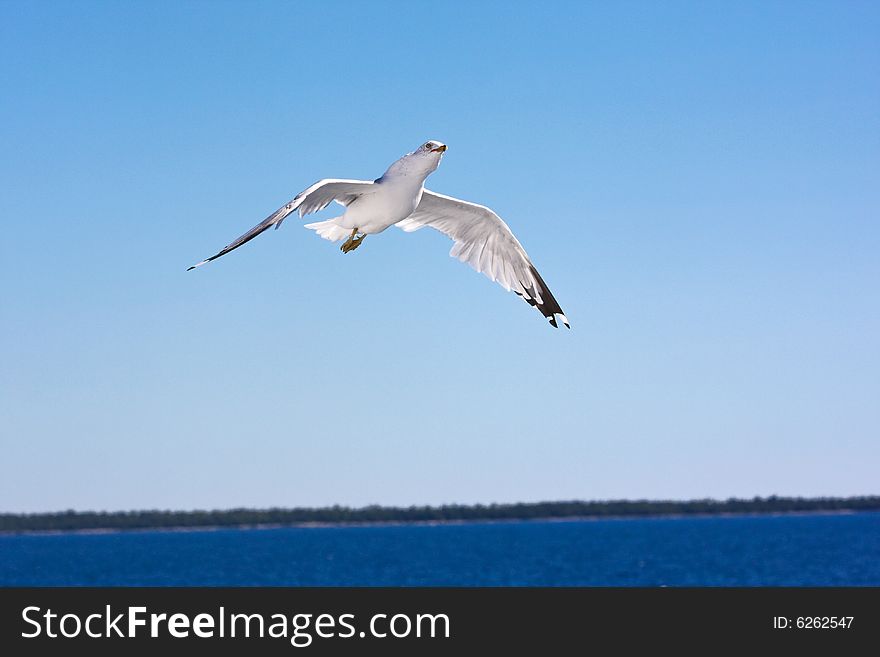 Flying seagull