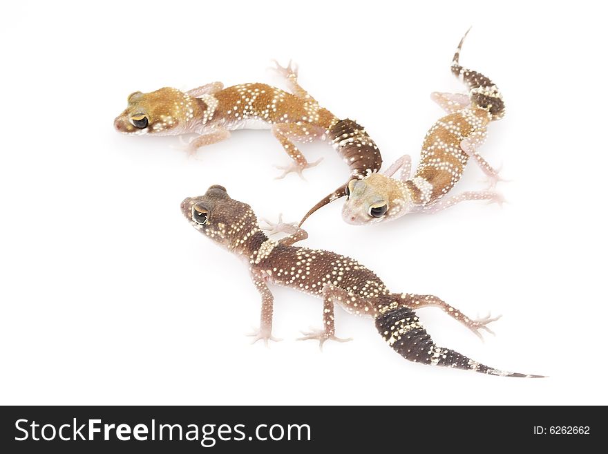 Group of 3 Barking Gecko (Nephrurus milii) on white backgrounds.