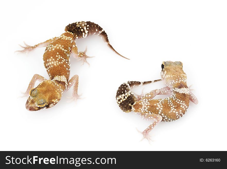 A pair of Barking Geckos (Nephrurus milii) on white background. A pair of Barking Geckos (Nephrurus milii) on white background.