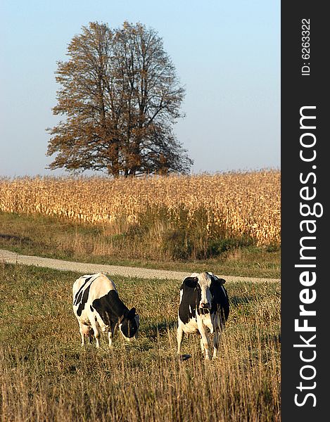 Two cows graze in a grassy field next to a cornfield with a dirt road separating the fields. Two cows graze in a grassy field next to a cornfield with a dirt road separating the fields.