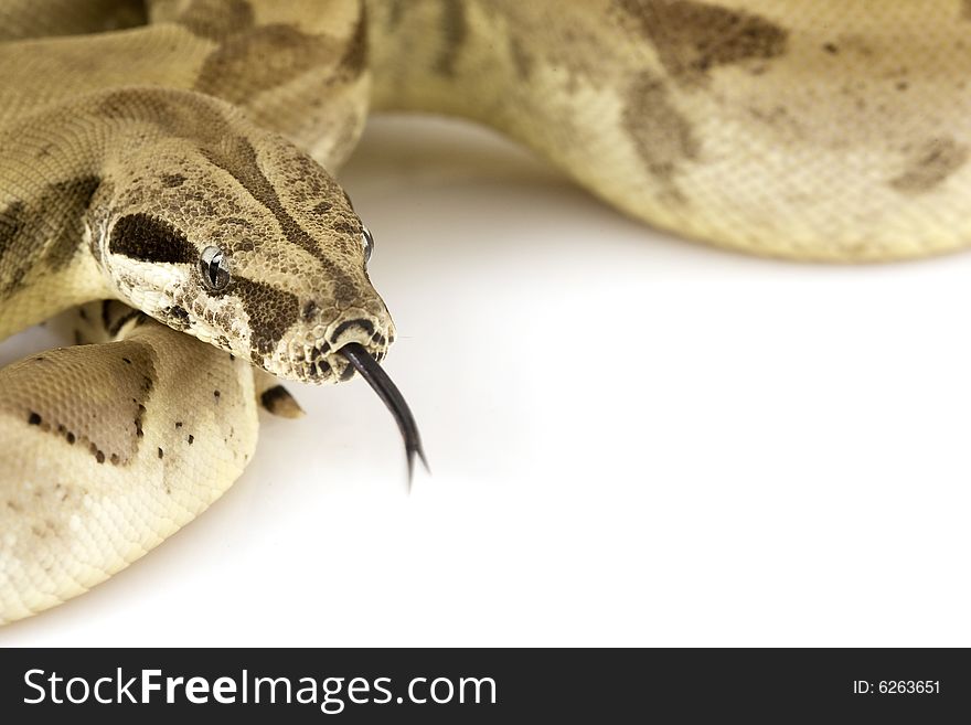 Boa Constrictor on white background.