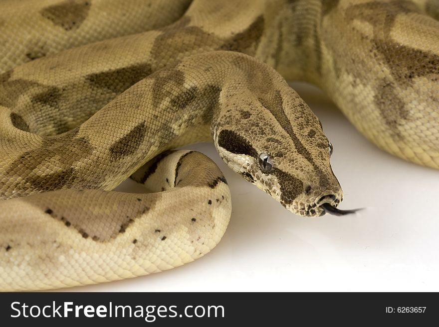 Boa Constrictor on white background.