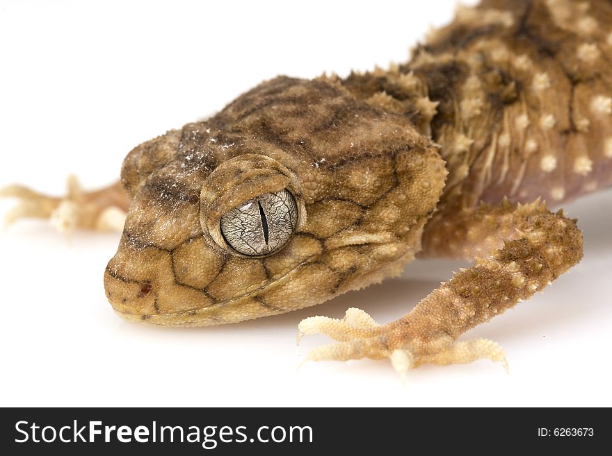 Centralian Rough Knob-tailed Gecko (Nephrurus amyae) on white background