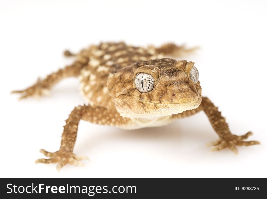 Centralian Rough Knob-tailed Gecko (Nephrurus amyae) on white background