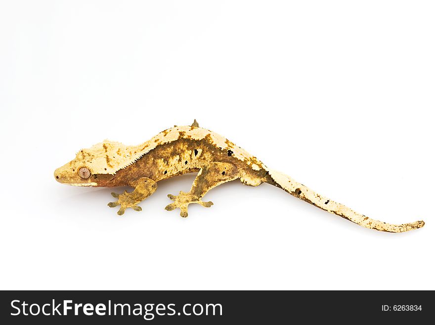 Crested Gecko (Rhacodactylus ciliatus) on white background.