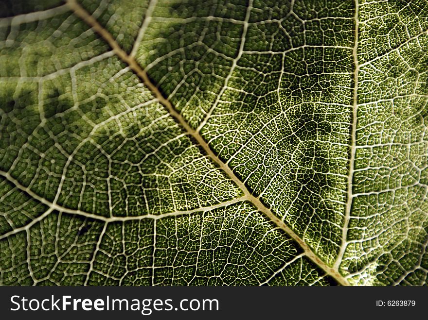Fig leaf nerves close-up
