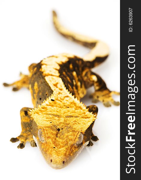 Crested Gecko (Rhacodactylus ciliatus) on white background.