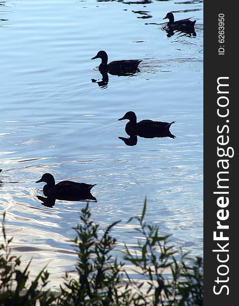 Silhouettes of ducks - with their silhouetted reflections - swimming in the Cannon River.
