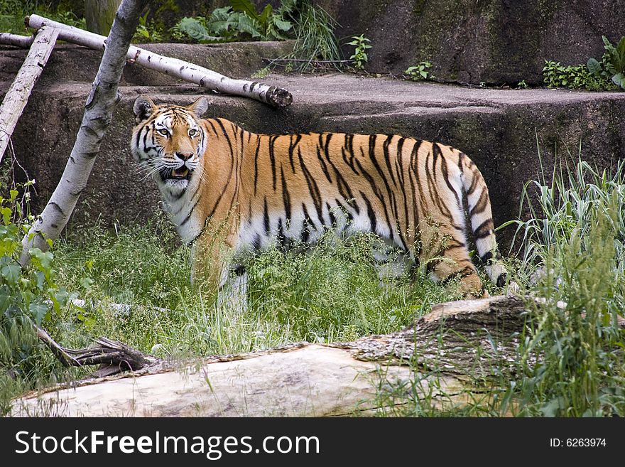 Siberian Tiger at the Chicago Brookfield Zoo