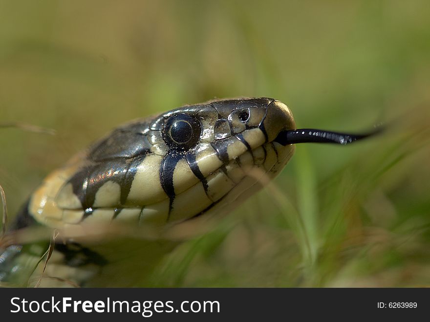 A snake and a green grass