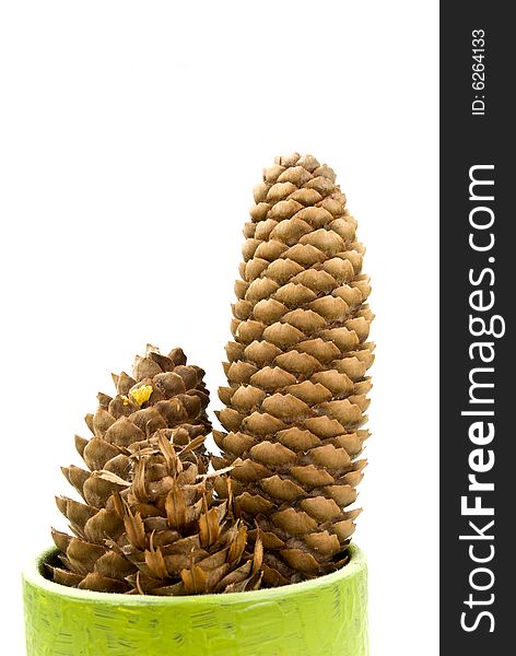 Pine cone - on the white background isolated