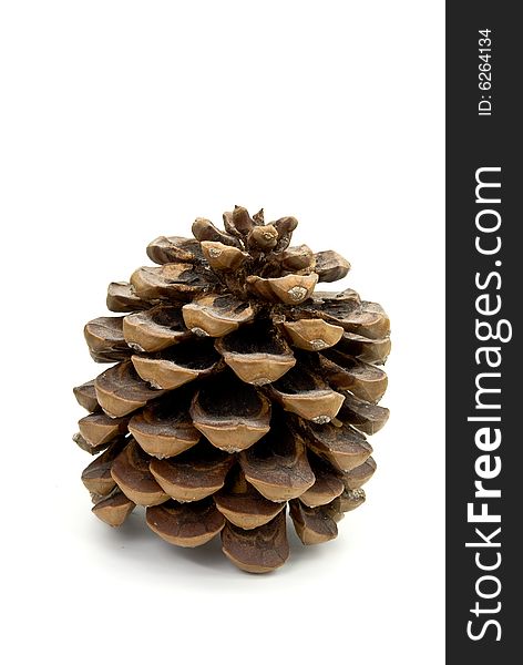 Pine cone - on the white background isolated