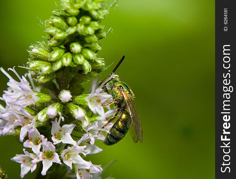 Green bee on mint flower. Green bee on mint flower