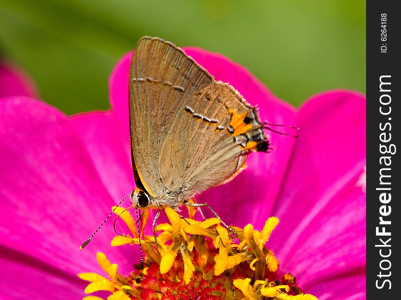 Banded Hairstreak on a purple flower