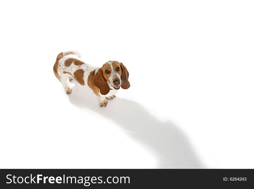 Portrait of a brown and white basset hound dog from above. Portrait of a brown and white basset hound dog from above