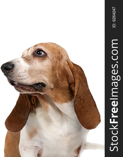 Studio portrait of a basset hound looking off to the side