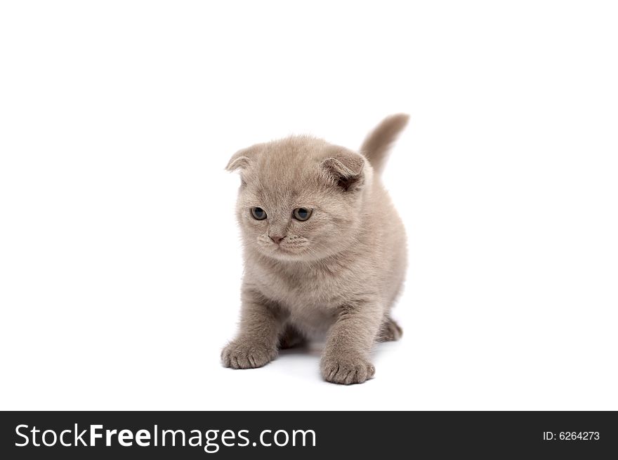 Scottish Fold kitten  on a white background