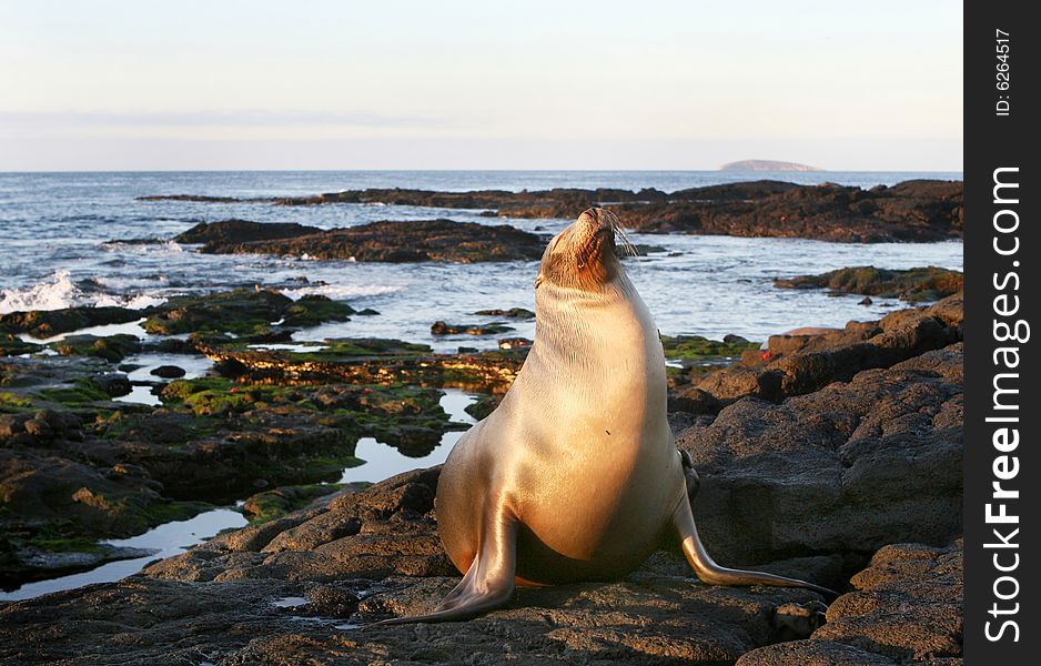 A Sea Lion rests on the rocky shoreline of the Galapagos Islands. A Sea Lion rests on the rocky shoreline of the Galapagos Islands