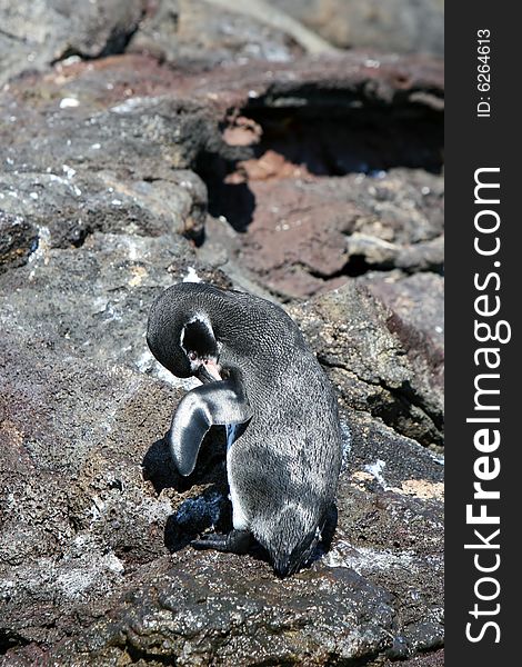 A cute penguin grooms itself atop a rocky bluff. A cute penguin grooms itself atop a rocky bluff