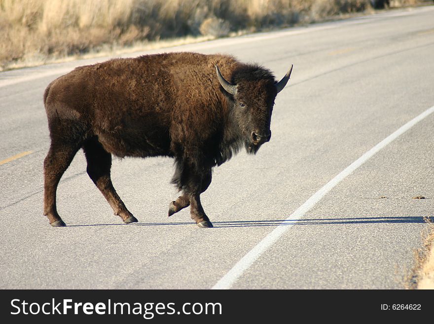 Close-up of a Buffalo crossing the road on Antelope Island near Salt Lake City, Utah. Close-up of a Buffalo crossing the road on Antelope Island near Salt Lake City, Utah