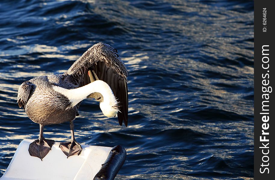 A pelican cleans itself on the back of a small boat. A pelican cleans itself on the back of a small boat