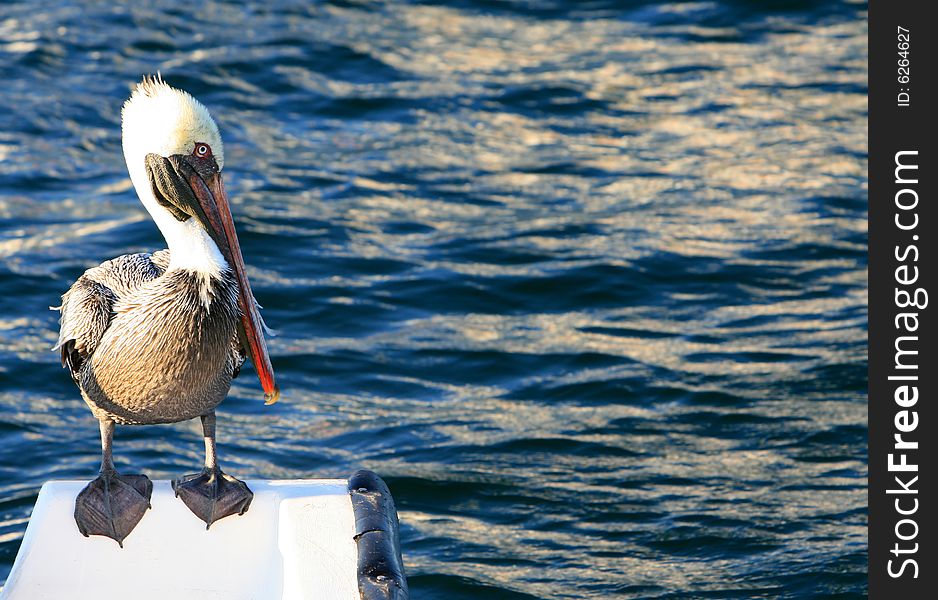 A beautiful pelican on the back of a boat