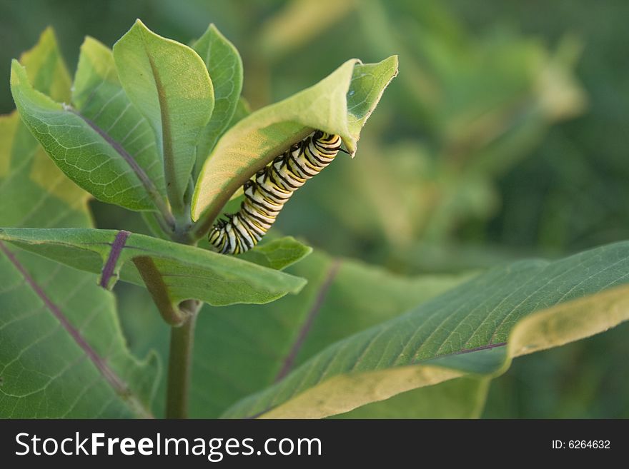 A cute little caterpillar climbing his way to dinner. A cute little caterpillar climbing his way to dinner.