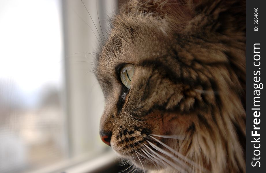 A close up of a cat looking out a window. A close up of a cat looking out a window.