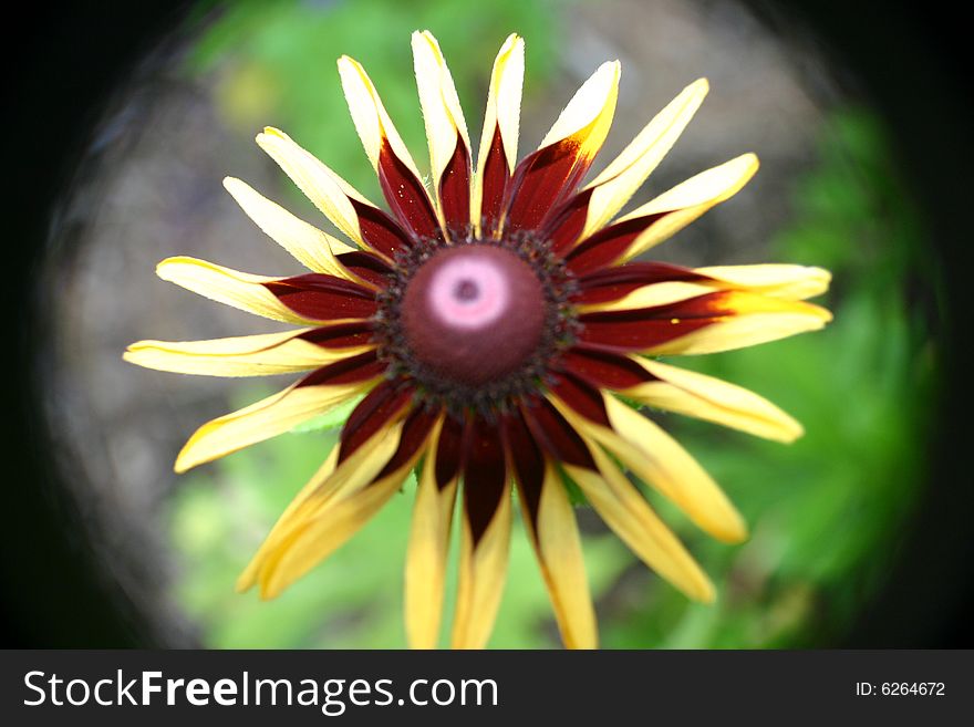 A type of daisy taken in my Dad\'s flower garden in Maine.