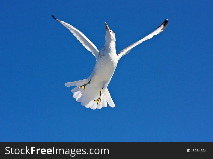 Seagull flying in the sky. Seagull flying in the sky