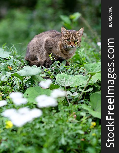 An image of a cat on green grass. An image of a cat on green grass