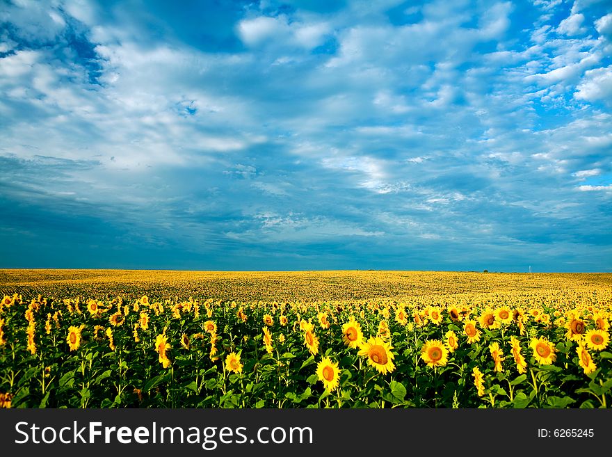 A field of sunflowers, in the south of Ukraine