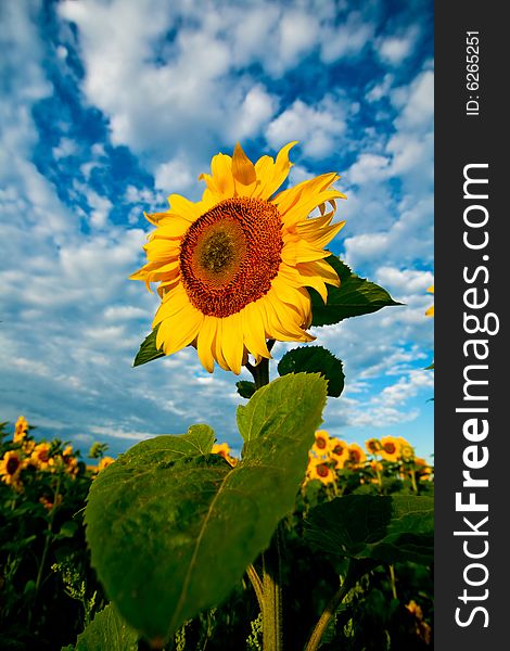 An image of sunflower on background of blue sky. An image of sunflower on background of blue sky