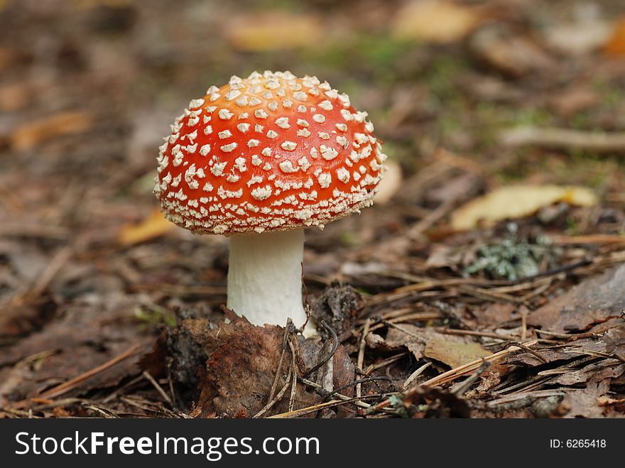 Fly agaric in russian forest