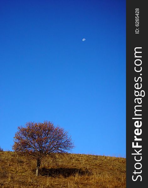 A tree on yellow grassland under moon. A tree on yellow grassland under moon