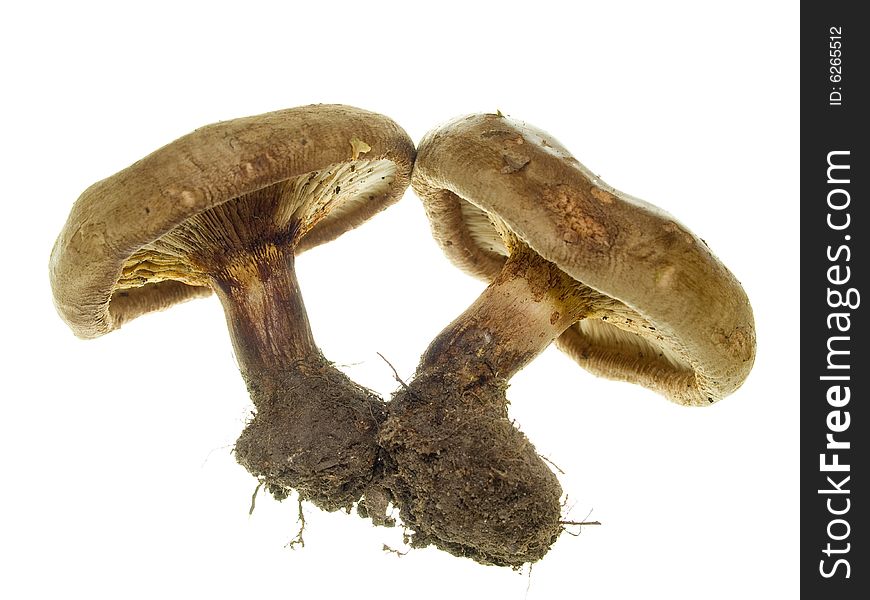 Two isolated brown mushrooms with some earth on the root. Two isolated brown mushrooms with some earth on the root