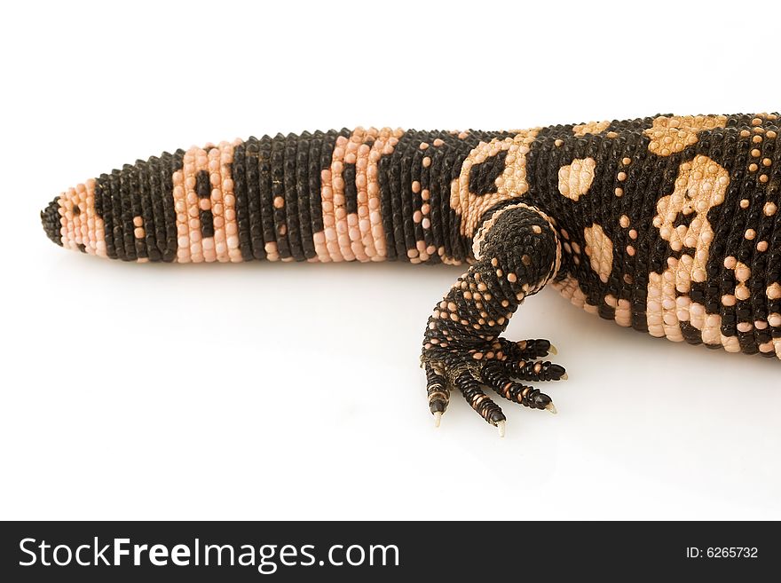 Close up of the tail and hip of a Gila Monster (Heloderma suspectum) on white background.