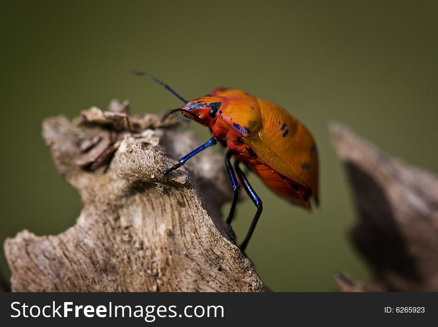 Orange Cotton Harlequin Bug