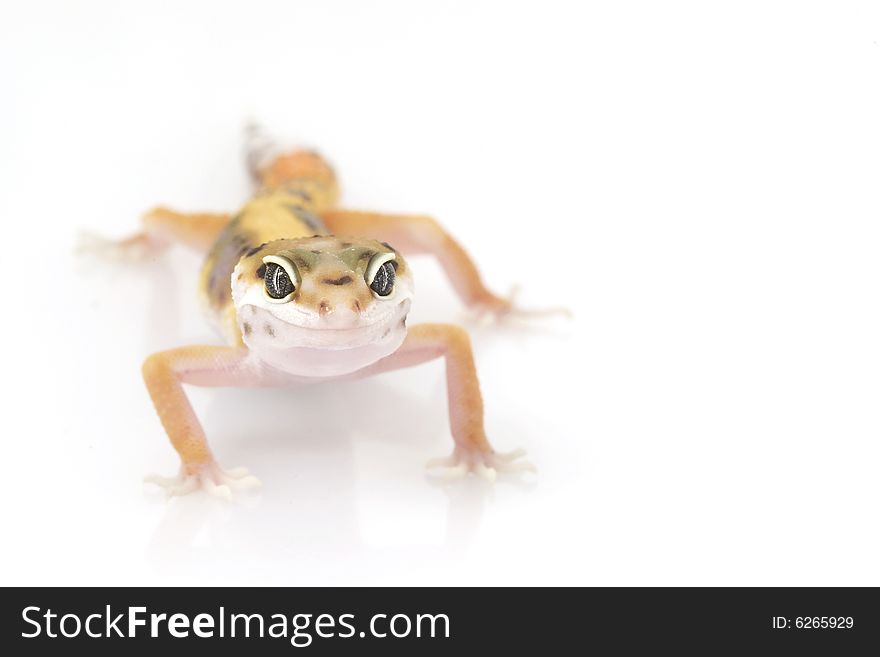 Leopard Gecko (Eublepharis macularius) on white background