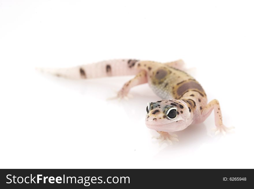 Leopard Gecko (Eublepharis macularius) on white background