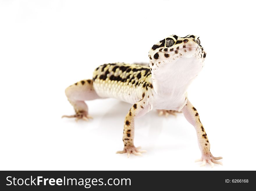 Leopard Gecko (Eublepharis macularius) on white background