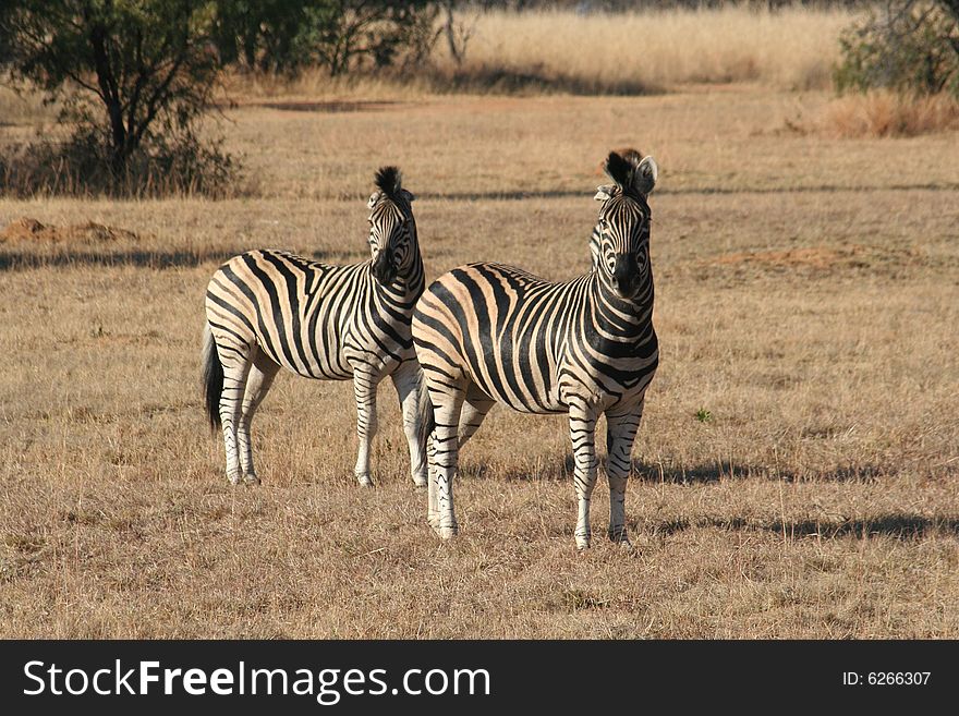 Two Zebra looking toward the camera.