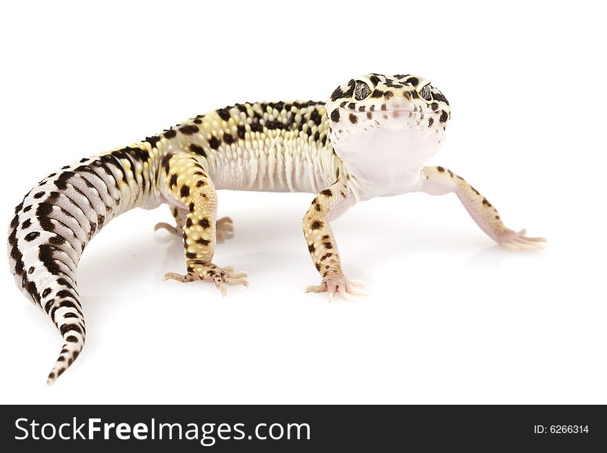 Leopard Gecko (Eublepharis macularius) on white background