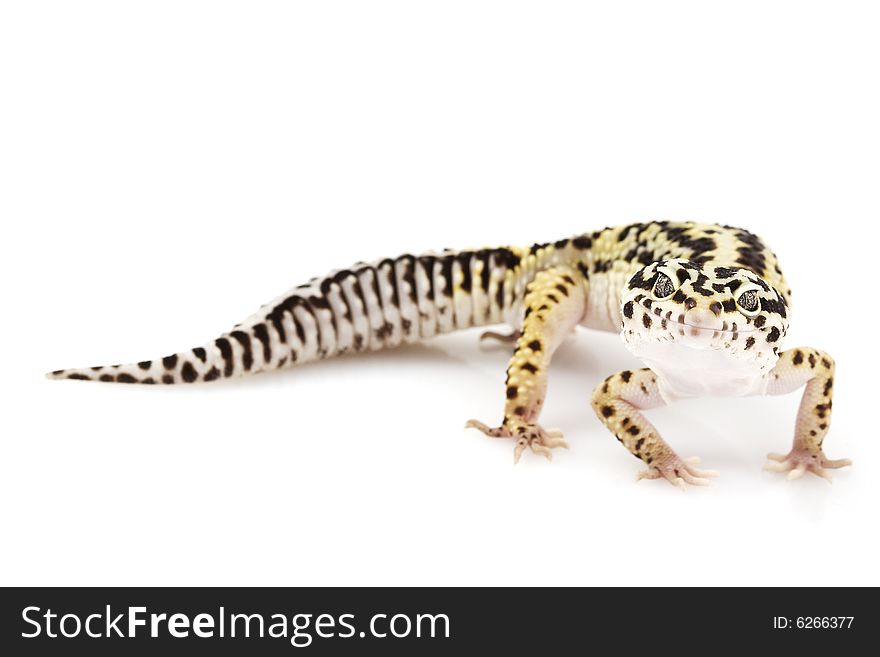 Leopard Gecko (Eublepharis macularius) on white background