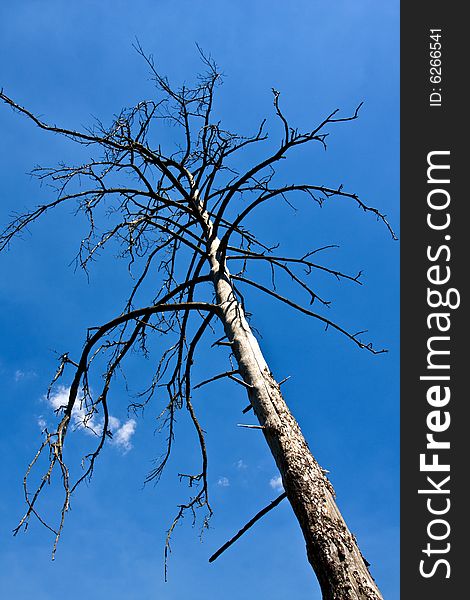 Old tree on blue sky and clouds