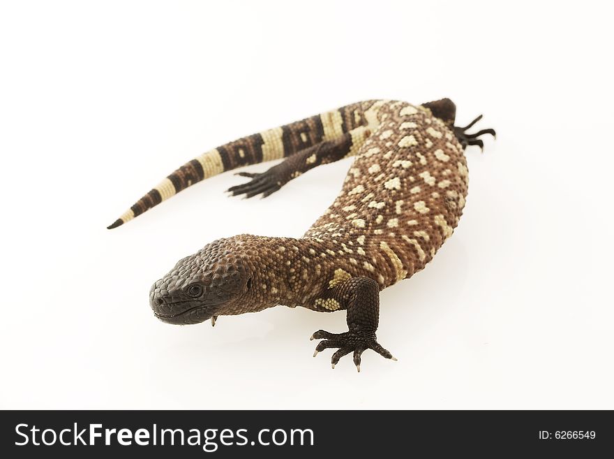 Mexican Beaded Lizard (Heloderma Horridum)